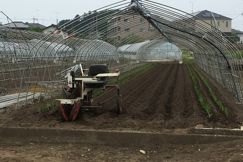 土寄せ、株育成中